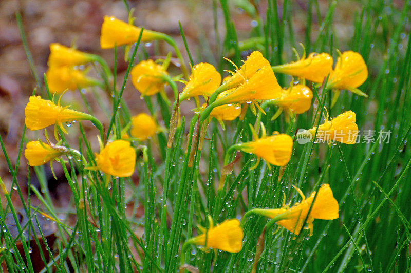 水仙/裙水仙花/钩裙水仙花